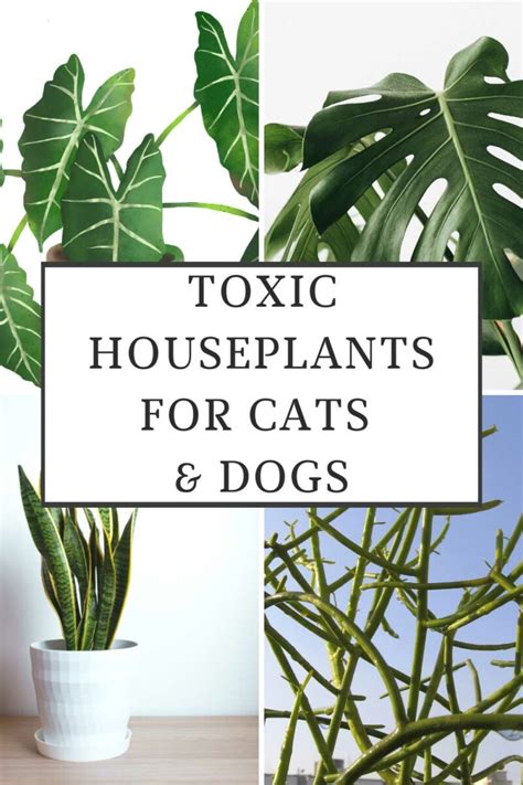 are fake plants bad for cats